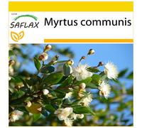 SAFLAX Ensemble de culture - Myrte commun - 30 graines - Myrtus