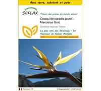 SAFLAX Ensemble de culture - Oiseau de paradis jaune - Mandelas Gold - 4 graines - Strelitzia