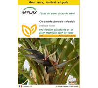 SAFLAX Ensemble de culture - Oiseau de paradis (nicolai) - 5 graines - Strelitzia