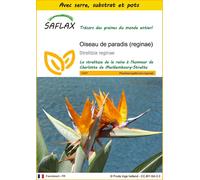 SAFLAX Ensemble de culture - Oiseau de paradis (reginae) - 5 graines - Strelitzia
