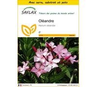 SAFLAX Ensemble de culture - Oléandre - 50 graines - Nerium