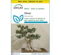 SAFLAX Ensemble de culture - Olivier - 20 graines - Olea