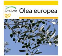 SAFLAX Ensemble de culture - Olivier - 20 graines - Olea