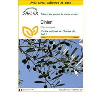 SAFLAX Ensemble de culture - Olivier - 20 graines - Olea