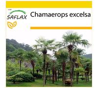 SAFLAX - Ensemble de culture - Palmier à chanvre - 10 graines - Avec mini serre, substrat de culture et 2 pots - Chamaerops excelsa