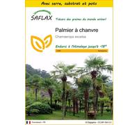 SAFLAX Ensemble de culture - Palmier à chanvre - 10 graines - Chamaerops