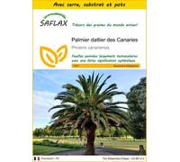 SAFLAX Ensemble de culture - Palmier dattier des Canaries - 10 graines - Phoenix