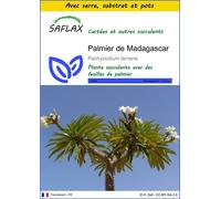 SAFLAX Ensemble de culture - Palmier de Madagascar - 10 graines - Pachypodium