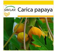 SAFLAX Ensemble de culture - Papayer - 30 graines - Carica