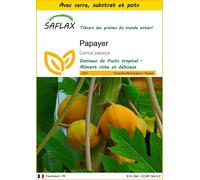 SAFLAX Ensemble de culture - Papayer - 30 graines - Carica