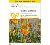 SAFLAX Ensemble de culture - Pavot de Californie - 1500 graines - Eschscholzia