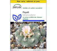 SAFLAX Ensemble de culture - Peyotl - 20 graines - Lophophora