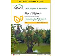 SAFLAX Ensemble de culture - Pied d'éléphant - 10 graines - Beaucarnea
