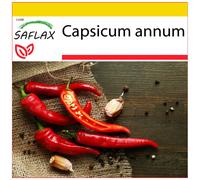 SAFLAX - Ensemble de culture - Piment de Cayenne - 20 graines - Avec mini serre, substrat de culture et 2 pots - Capsicum annum