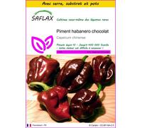 SAFLAX Ensemble de culture - Piment habanero chocolat - 10 graines - Capsicum