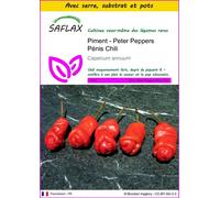 SAFLAX Ensemble de culture - Piment - Peter Peppers Pénis Chili - 10 graines - Capsicum