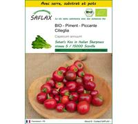 SAFLAX Ensemble de culture - Piment - Piccante Cilieglia - 10 graines - Capsicum