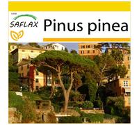 SAFLAX - Ensemble de culture - Pin parasol - 6 graines - Avec mini serre, substrat de culture et 2 pots - Pinus pinea