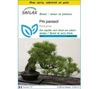 SAFLAX Ensemble de culture - Pin parasol - 6 graines - Pinus