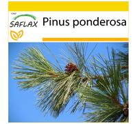 SAFLAX - Ensemble de culture - Pin ponderosa - 20 graines - Avec mini serre, substrat de culture et 2 pots - Pinus ponderosa