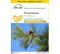 SAFLAX Ensemble de culture - Pin ponderosa - 20 graines - Pinus