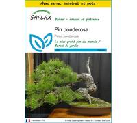 SAFLAX Ensemble de culture - Pin ponderosa - 20 graines - Pinus