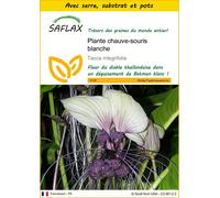 SAFLAX Ensemble de culture - Plante chauve-souris blanche - 10 graines - Tacca
