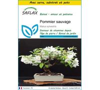 SAFLAX Ensemble de culture - Pommier sauvage - 30 graines - Malus