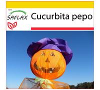 SAFLAX - Ensemble de culture - Potiron - Lanterne Potiron - 10 graines - Avec mini serre, substrat de culture et 2 pots - Cucurbita pepo