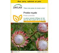 SAFLAX Ensemble de culture - Protée royale - 5 graines - Protea