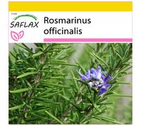 SAFLAX - Ensemble de culture - Romarin - 100 graines - Avec mini serre, substrat de culture et 2 pots - Rosmarinus officinalis