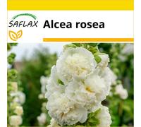 SAFLAX - Ensemble de culture - Rose trémière blanche - 100 graines - Avec mini serre, substrat de culture et 2 pots - Alcea rosea