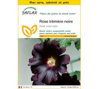 SAFLAX Ensemble de culture - Rose trémière noire - 100 graines - Alcea