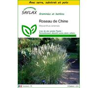 SAFLAX Ensemble de culture - Roseau de Chine - 200 graines - Miscanthus
