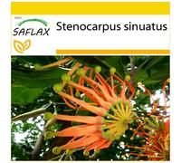 SAFLAX - Ensemble de culture - Roue de feu australienne - 20 graines - Avec mini serre, substrat de culture et 2 pots - Stenocarpus sinuatus