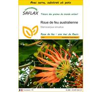 SAFLAX Ensemble de culture - Roue de feu australienne - 20 graines - Stenocarpus