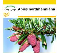 SAFLAX - Ensemble de culture - Sapin de Nordmann - 20 graines - Avec mini serre, substrat de culture et 2 pots - Abies nordmanniana