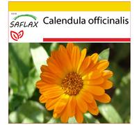 SAFLAX - Ensemble de culture - Souci - 50 graines - Avec mini serre, substrat de culture et 2 pots - Calendula officinalis