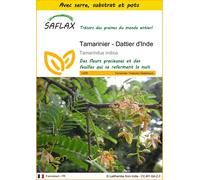 SAFLAX Ensemble de culture - Tamarinier - Dattier d'Inde - 4 graines - Tamarindus
