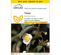 SAFLAX Ensemble de culture - Théier - 6 graines - Camellia