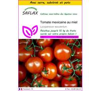 SAFLAX Ensemble de culture - Tomate mexicaine au miel - 10 graines - Lycopersicon