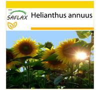 SAFLAX - Ensemble de culture - Tournesol Titan - 20 graines - Avec mini serre, substrat de culture et 2 pots - Helianthus annuus