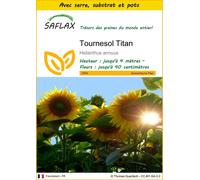 SAFLAX Ensemble de culture - Tournesol Titan - 20 graines - Helianthus