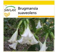 SAFLAX Ensemble de culture - Trompette des anges / Blanche - 10 graines - Brugmansia