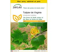 SAFLAX Ensemble de culture - Tulipier de Virginie - 20 graines - Liriodendron
