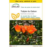 SAFLAX Ensemble de culture - Tulipier du Gabon - 30 graines - Spathodea