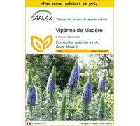 SAFLAX Ensemble de culture - Vipérine de Madère - 100 graines - Echium