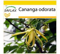 SAFLAX - Ensemble de culture - Ylang Ylang - 10 graines - Avec mini serre, substrat de culture et 2 pots - Cananga odorata