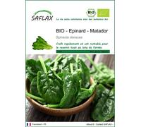 SAFLAX -- Epinard - Matador - 300 graines - Spinacia