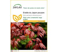 Saflax Érable du Japon Pourpre - 1 sachet